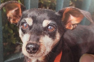 Medium Photo #1 Doxie-Pin Puppy For Sale in Spokane, WA, USA