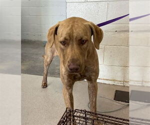 American Pit Bull Terrier Dogs for adoption in San Bernardino, CA, USA