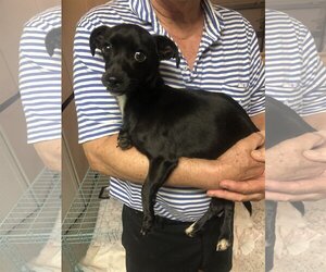 Italian Greyhound Dogs for adoption in Boca Raton, FL, USA