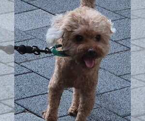 Poodle (Miniature) Dogs for adoption in Agoura Hills, CA, USA