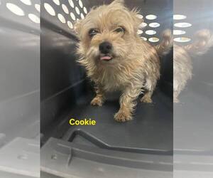 Mutt Dogs for adoption in Westwood, NJ, USA