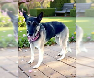 German Shepherd Dog Dogs for adoption in Pasadena, CA, USA