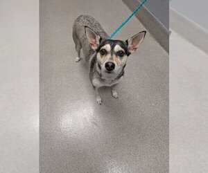 Chihuahua-Siberian Husky Mix Dogs for adoption in Las Vegas, NV, USA