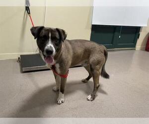 Siberian Husky-Unknown Mix Dogs for adoption in Pasadena, CA, USA