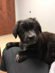 Borador Dogs for adoption in Fenton, MO, USA