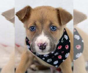 Mutt Dogs for adoption in Kennesaw, GA, USA