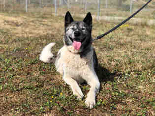 Akita Dogs for adoption in McKinleyville, CA, USA