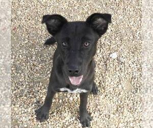 Feist Terrier-Unknown Mix Dogs for adoption in Anniston, AL, USA