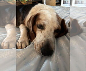 Beagle Dogs for adoption in Tampa, FL, USA