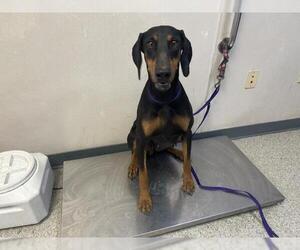 Doberman Pinscher-Unknown Mix Dogs for adoption in Visalia, CA, USA