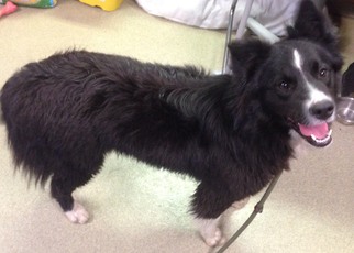 Border Collie-Unknown Mix Dogs for adoption in Valley Falls, KS, USA