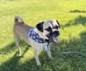 Pug-Unknown Mix Dogs for adoption in Sandy, UT, USA