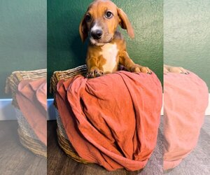 Doberman Pinscher Dogs for adoption in Phoenix, AZ, USA