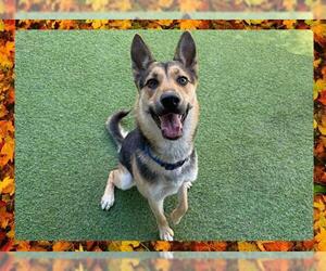 German Shepherd Dog Dogs for adoption in Ojai, CA, USA