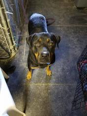 Rottweiler Dogs for adoption in Binghamton, NY, USA