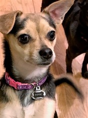 Chiweenie Dogs for adoption in Englewood, CO, USA