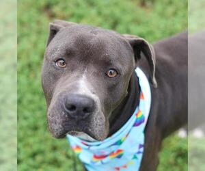 American Staffordshire Terrier Dogs for adoption in San Antonio, TX, USA