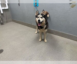 Siberian Husky-Unknown Mix Dogs for adoption in Las Vegas, NV, USA