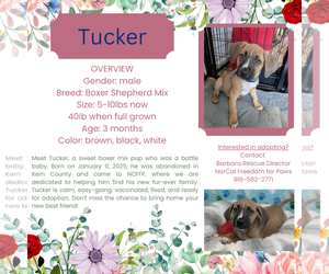 Boxer-Unknown Mix Dogs for adoption in Rancho Cordova, CA, USA