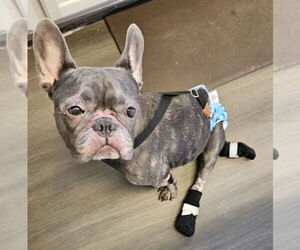 French Bulldog Dogs for adoption in oakland, FL, USA