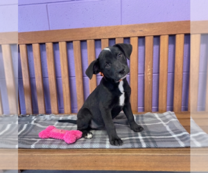 Labrador Retriever-Unknown Mix Dogs for adoption in Genesee, WI, USA