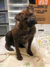 Bullboxer Pit Dogs for adoption in byhalia, MS, USA