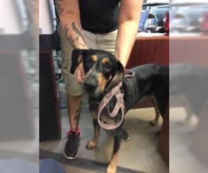 Bluetick Coonhound Dogs for adoption in Fort Walton Beach, FL, USA