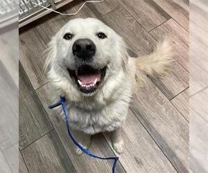 Great Pyrenees Dogs for adoption in Redlands, CA, USA