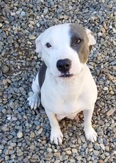 American Pit Bull Terrier-Unknown Mix Dogs for adoption in Stockton, CA, USA