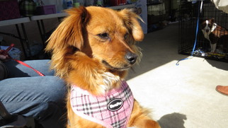 Medium Photo #1 Dameranian Puppy For Sale in Napa, CA, USA