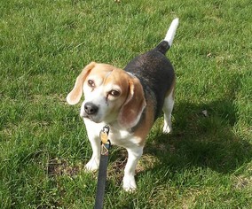 Beagle Dogs for adoption in South Amana, IA, USA