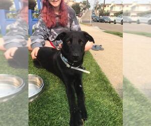 Shepradors Dogs for adoption in San Diego, CA, USA