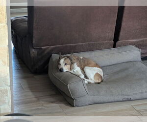 American Staffordshire Terrier-Unknown Mix Dogs for adoption in Chandler, AZ, USA