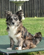 Australian Shepherd-Unknown Mix Dogs for adoption in Abilene, TX, USA