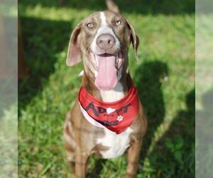 American Staffordshire Terrier-Unknown Mix Dogs for adoption in San Antonio, TX, USA