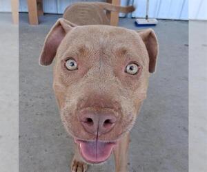 American Pit Bull Terrier Dogs for adoption in Bakersfield, CA, USA