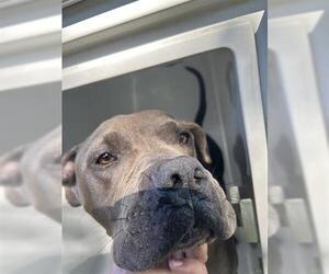 American Pit Bull Terrier Dogs for adoption in Houston, TX, USA