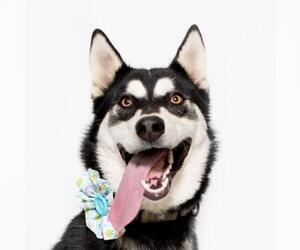 Medium Photo #3 Siberian Husky Puppy For Sale in Santa Barbara, CA, USA