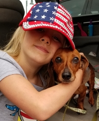 Dachshund Dogs for adoption in Blaine, MN, USA