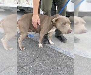 American Pit Bull Terrier Dogs for adoption in Bakersfield, CA, USA
