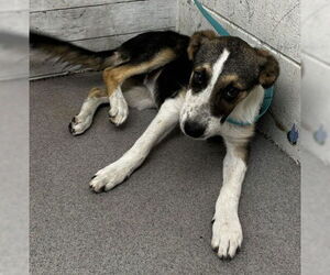 Bernese Mountain Dog-Unknown Mix Dogs for adoption in San Bernardino, CA, USA