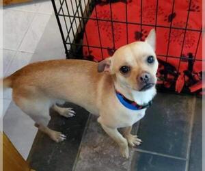 Chihuahua Dogs for adoption in Rochester, NY, USA