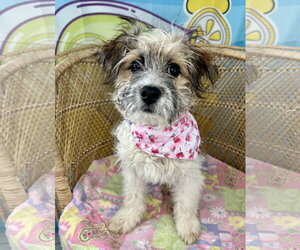Havanese-Unknown Mix Dogs for adoption in Bellevue, WA, USA