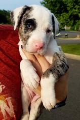 Catahoula Leopard Dog Dogs for adoption in Little Rock, AR, USA