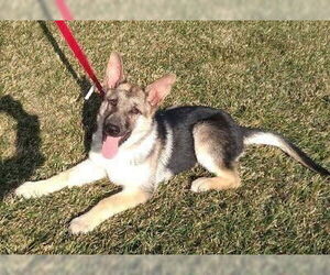 German Shepherd Dog Dogs for adoption in Modesto, CA, USA
