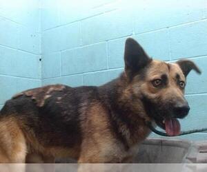 German Shepherd Dog Dogs for adoption in Downey, CA, USA