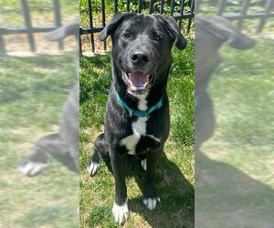 Akita-Labrador Retriever Mix Dogs for adoption in Ogden, UT, USA