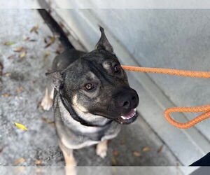 American Pit Bull Terrier-Huskies Mix Dogs for adoption in Santa Rosa, CA, USA