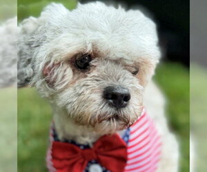 ShihPoo Dogs for adoption in Arlington, VA, USA