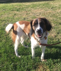 Brittany Dogs for adoption in Chester, IL, USA